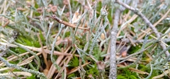Cladonia
