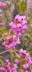 Erica lateralis