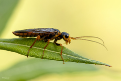 Acantholyda posticalis