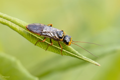 Acantholyda posticalis