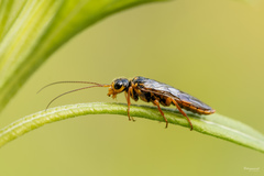 Acantholyda posticalis