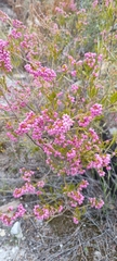 Erica lateralis