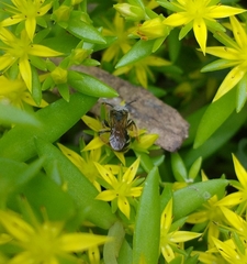 Andrena wilkella