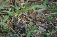Cissia phronius
