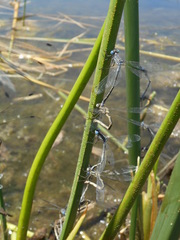 Lestes stultus