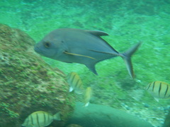 Caranx lugubris