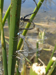 Lestes stultus