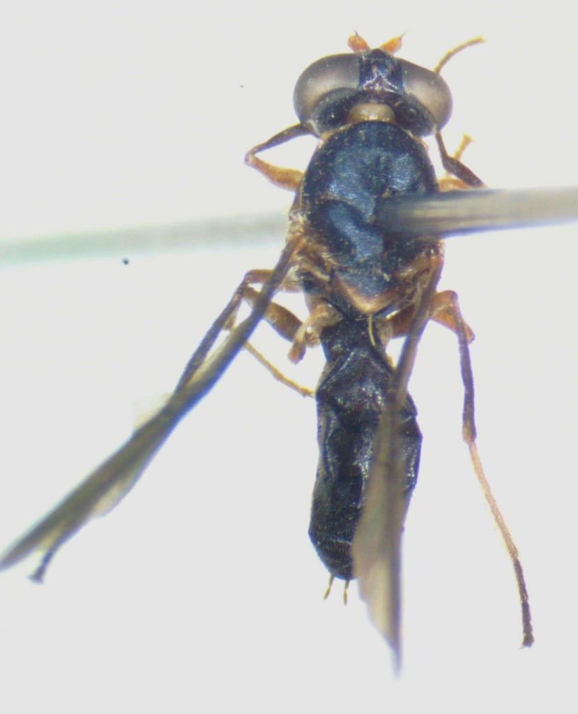 Merosargus anticus