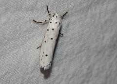 Ethmia coscineutis
