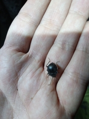 Accanthopus velikensis