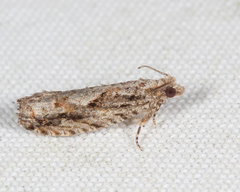 Gretchena delicatana