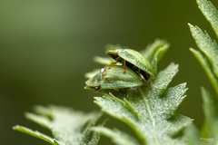 Cassida stigmatica