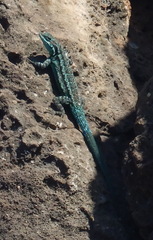 Urosaurus clarionensis
