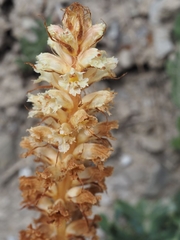 Orobanche amethystea amethystea