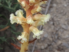 Orobanche amethystea amethystea