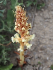 Orobanche amethystea amethystea