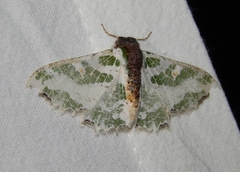 Victoria fuscithorax