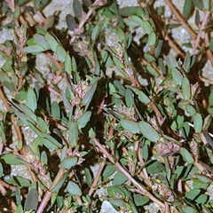 Euphorbia thymifolia