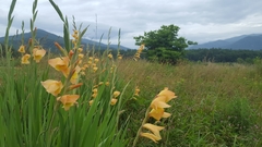 Gladiolus × hortulanus