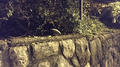 Erinaceus roumanicus