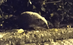 Erinaceus roumanicus