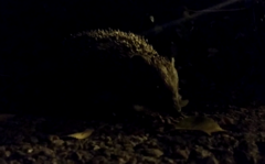 Erinaceus roumanicus