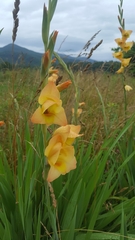 Gladiolus × hortulanus