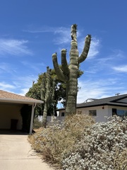 Carnegiea gigantea