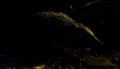 Erinaceus roumanicus