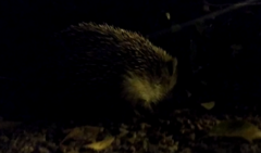 Erinaceus roumanicus