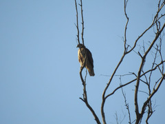 Buteo jamaicensis