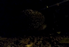 Erinaceus roumanicus