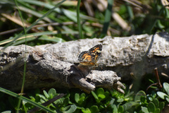 Phyciodes phaon phaon