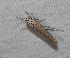 Yponomeuta fumigatus