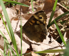 Pararge aegeria tircis