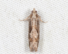 Gretchena delicatana