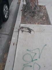Didelphis virginiana