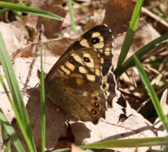 Pararge aegeria tircis