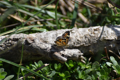 Phyciodes phaon phaon