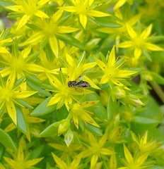 Toxomerus marginatus