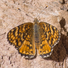 Phyciodes pallida