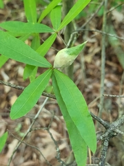 Amphibolips quercuscitriformis
