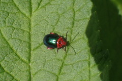 Kuschelina gibbitarsa