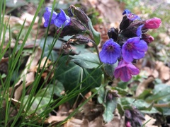 Pulmonaria affinis