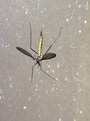 Tipula metacomet