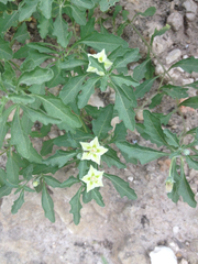 Chamaesaracha edwardsiana