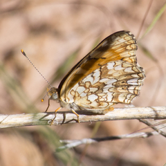 Phyciodes pallida