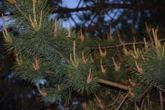 Pinus sylvestris
