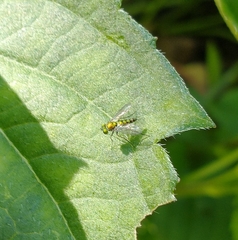 Condylostylus caudatus
