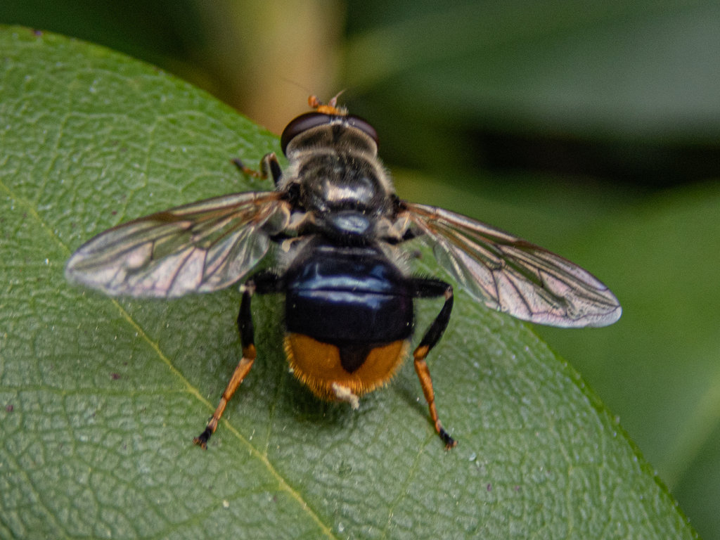 Orange-tailed Wood Fly
